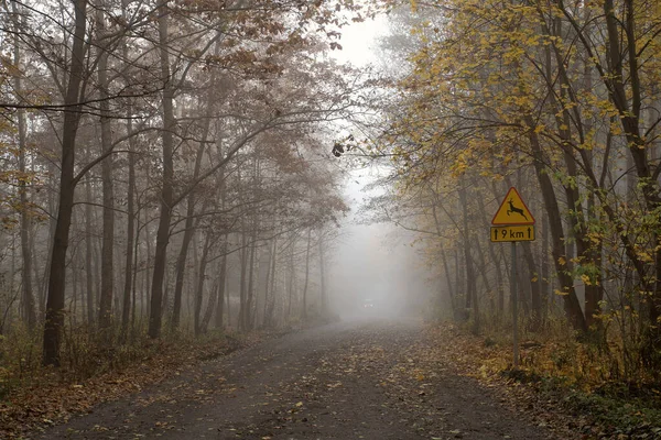 乾燥した葉や秋の霧に覆われた森の道 — ストック写真