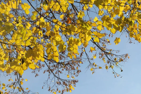 Żółta Jesień Liście Drzewie Niebem Tle — Zdjęcie stockowe