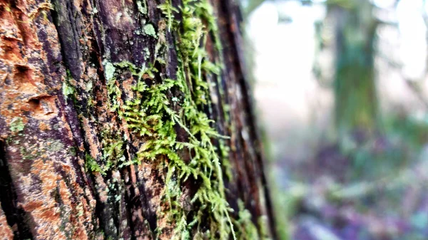Zbliżenie Ujęcie Zielonego Mecha Drewnianym Pniu Drzewa Rozmytym Tle — Zdjęcie stockowe