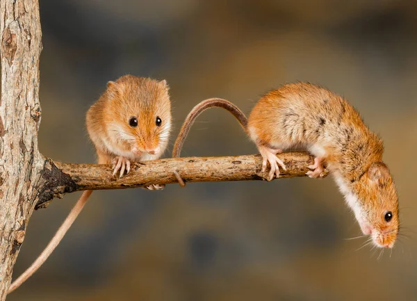 Close Dos Ratos Colheita Eurasiana — Fotografia de Stock