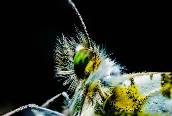 Close Bug Isolado Fundo Preto — Fotografia de Stock