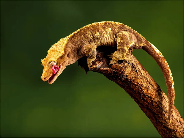 Closeup Crested Gecko Eyelash Gecko Correlophus Ciliatus — Stock Photo, Image