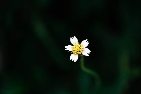 Primer Plano Hermosas Flores — Foto de Stock