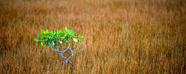 Ett Grönt Träd Åker Med Torrt Gräs — Stockfoto