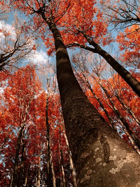 Een Prachtige Scène Van Herfst Landschap Kleurrijke Bomen Uit Piatra — Stockfoto