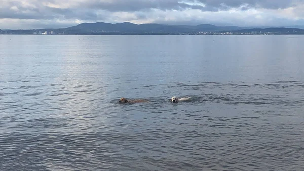 美丽的湖景和游泳的狗 — 图库照片