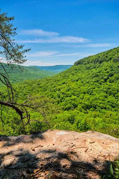 Plano Vertical Una Zona Rural Con Bosques Frondosos Naturaleza Verde —  Fotos de Stock