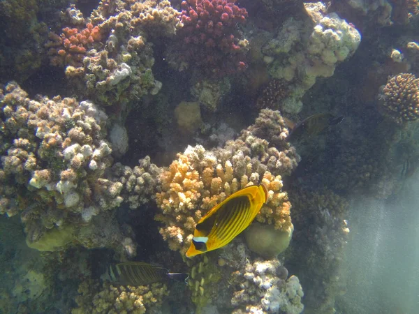 エジプトの美しいサンゴ礁の写真 — ストック写真