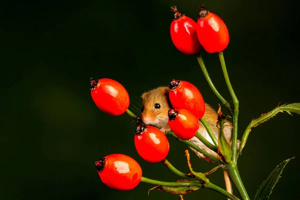 A closeup of the Eurasian harvest mouse.