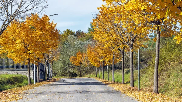 autumnal tree-lined road in Villa Latina town amid the Italian Apennine mountains of the south-east Lazio region