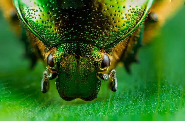 Detailní Záběr Brouka Lese Během Dne — Stock fotografie