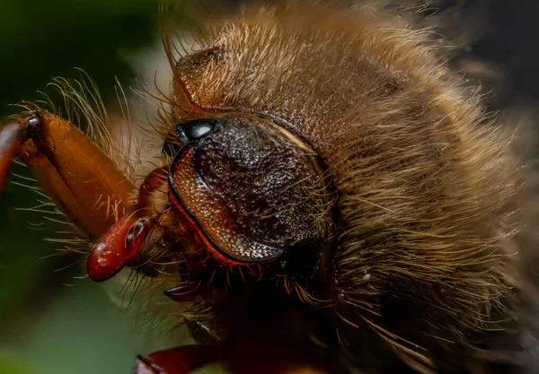 Gros Plan Insecte Dans Une Forêt Pendant Journée — Photo