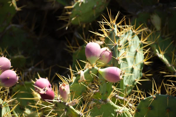 Close up of a prickly pear cactus with long spikes and ripe fruits on El Hierro, Canary Islands.