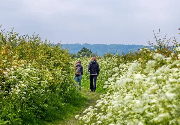 Two women hiking in a rural landscape in spring with flowering cow parsley