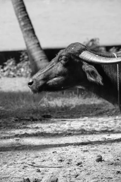 Vertical Shot Cow Horns Blurred Background — 图库照片
