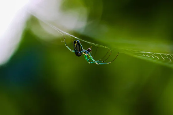 Macro Spider Its Web — Φωτογραφία Αρχείου