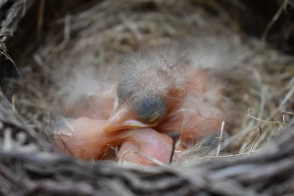 Closeup Shot Newly Hatched American Robin Chicks — Stockfoto