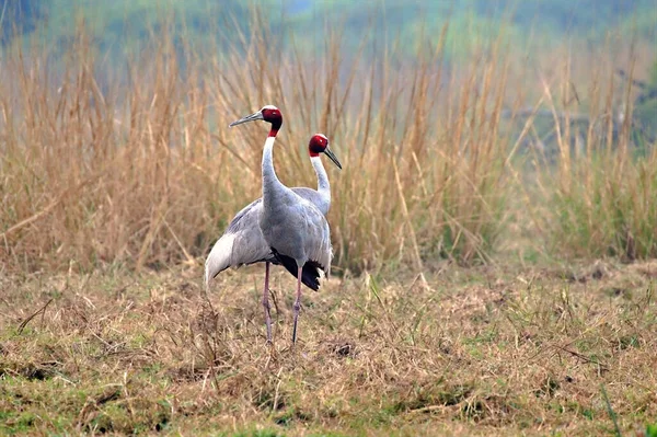 Ein Paar Saruskraniche Stehen Auf Einem Feld — Stockfoto