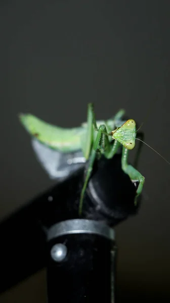 Close Shot Mantis Insect — Stok fotoğraf