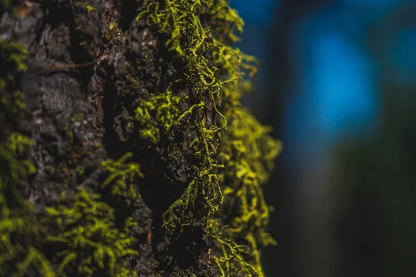 Closeup Shot Textural Details Moss Tree Sequoia National Park California — Fotografia de Stock