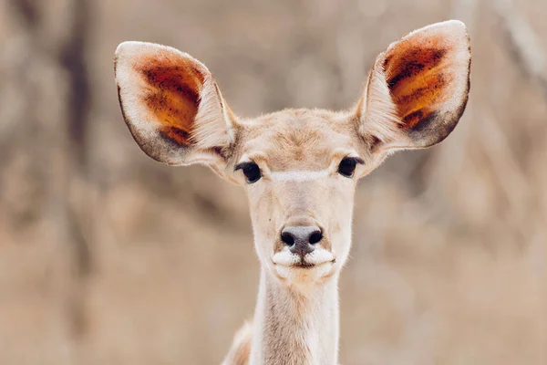 Tiro Perto Vaca Kudu — Fotografia de Stock