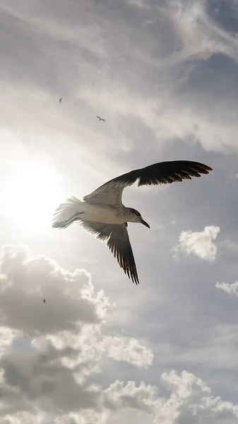 Vertical Shot Gull Flying Cloudy Sky — Stock Photo, Image