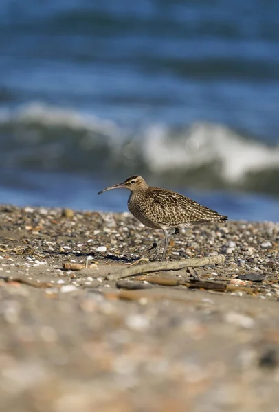 Whimbrel Eurazjatycki Kaprys Numenius Phaeopus Zimą Plaży Andaluzja Południowa Hiszpania — Zdjęcie stockowe