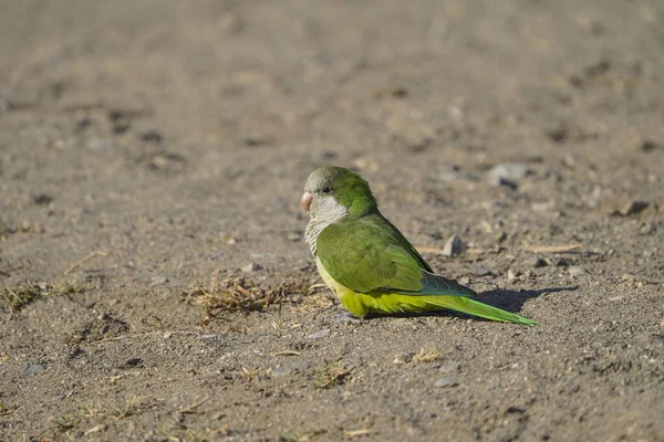 Monk Parakeet Myiopsitta Monachus Invasive Bird Resting Beach Malaga Spain — Stock Photo, Image