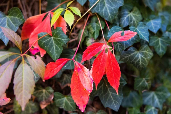 Eine Nahaufnahme Von Schönen Roten Und Grünen Blättern Garten — Stockfoto
