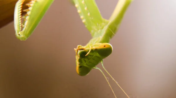 Close Shot Mantis Insect — Stockfoto