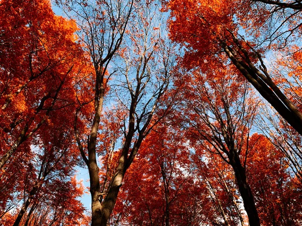 Prachtige Omgeving Van Herfstlandschap Kleurrijke Bomen Uit Piatra Neamt Roemenië — Stockfoto