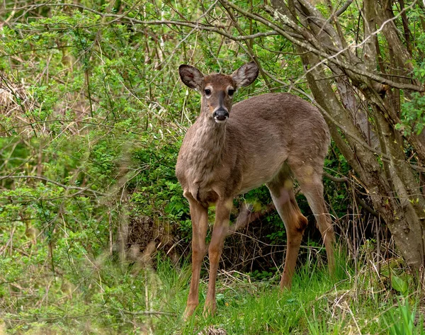 Closeup Shot Whitetail Deer Forest — Stock Photo, Image