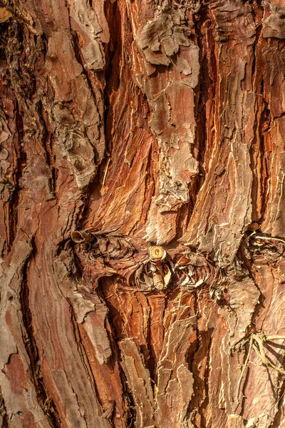 Close Tree Trunk Texture — Stock Photo, Image