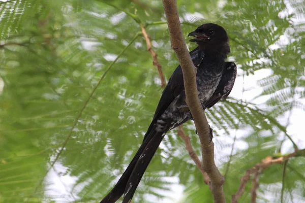 Pájaro Negro Posado Una Rama Árbol Con Hojas — Foto de Stock
