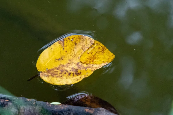 Närbild Ett Gult Löv Vattnet — Stockfoto