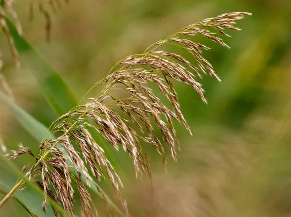 Close Shot Dry Reed Plant Green Field Sunny Day — Stock Photo, Image