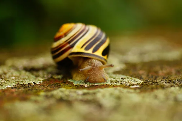 Macro Portrait Grove Ribbon Snail Grazing Lichen Field Setting Allows — Stock Photo, Image