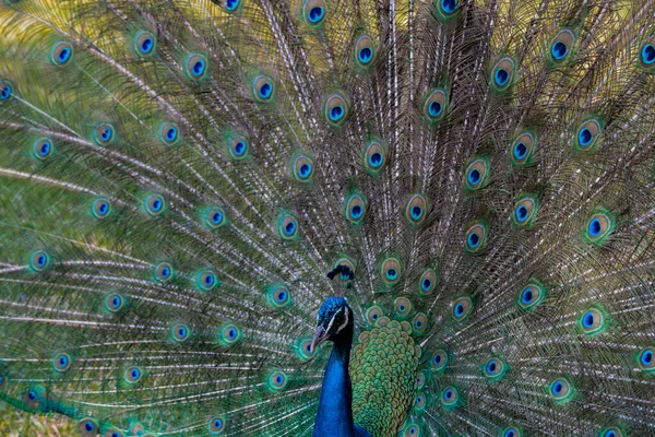 Peacock Beautiful Open Tail — Stock Photo, Image