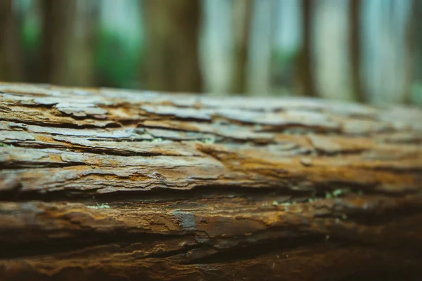 Detailní Záběr Detailů Kůře Stromu — Stock fotografie
