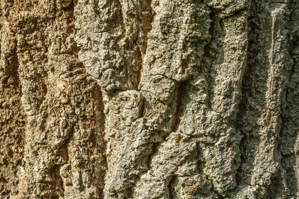 Крупный План Текстуры Ствола Дерева — стоковое фото