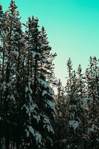 Teal Färgklassad Himmel Ovanför Skogsbruket Solstrålarna Syns Knappt Bakom Trädgränsen — Stockfoto