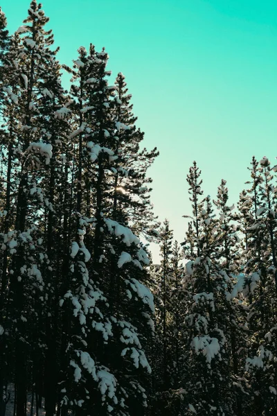 Cielo Verde Azulado Por Color Sobre Silvicultura Los Rayos Del — Foto de Stock