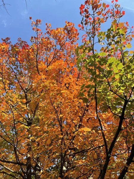 Uma Árvore Outono Parque Burnaby — Fotografia de Stock