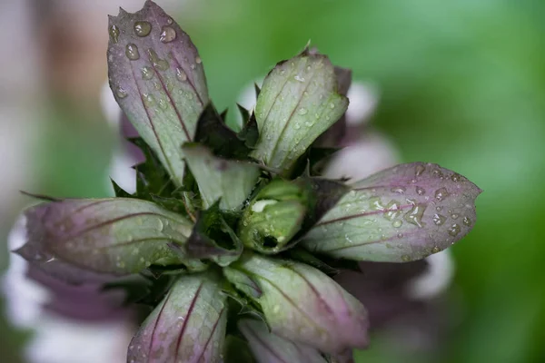 一滴の花芽と緑の葉で覆われた閉鎖 — ストック写真