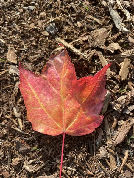 Padlý List Podzimním Parku Burnaby — Stock fotografie