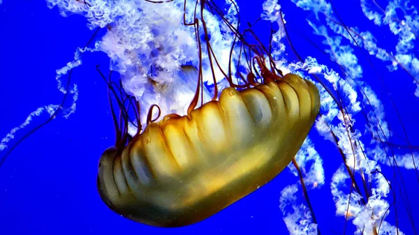 Closeup Shot Jellyfish Water Blue Background — Stockfoto