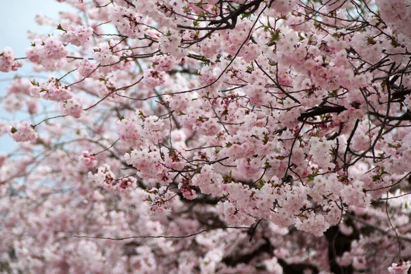 Pink Blossomed Tree Spring — Stok fotoğraf