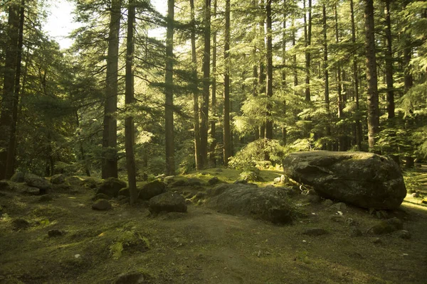 Deodar Bosque Árboles Manali India — Foto de Stock