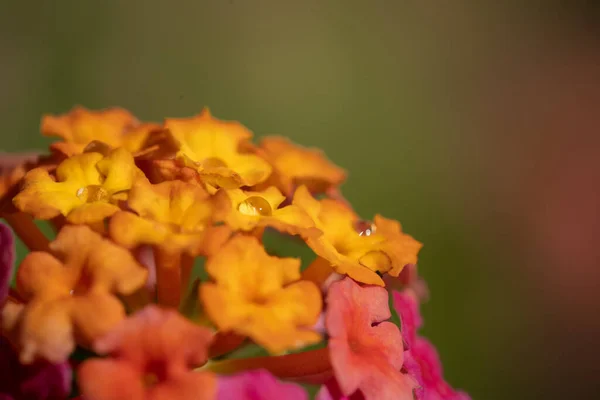 Gyönyörű Lantana Virágok Közelsége — Stock Fotó
