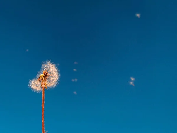 Bel Colpo Dente Leone Con Vento Soffia Uno Sfondo Cielo — Foto Stock